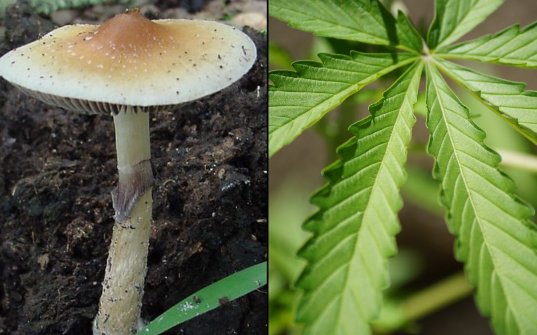 Bipartisan Congressional Lawmakers File Numerous Marijuana And Psychedelics Amendments To Must-Pass Defense Bill