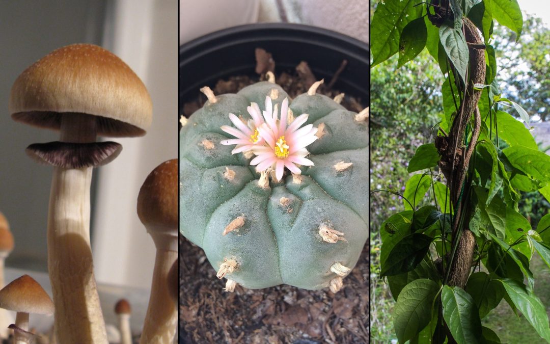 Another California Assembly Committee Approves Senate-Passed Psychedelics Legalization Bill