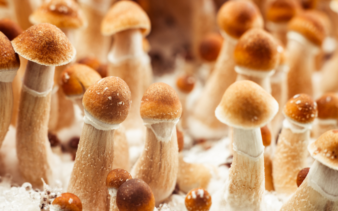 Oregon Launches Legal Psilocybin Access Amid High Demand and Hopes for Improved Mental Health Care