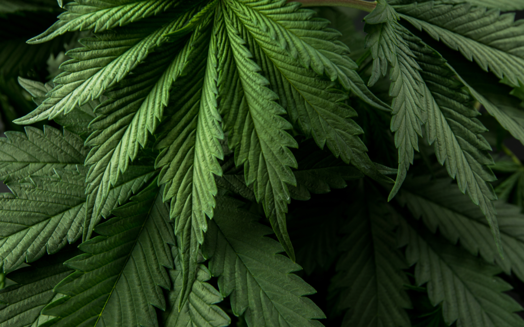 Big Investors Keener on Cannabis MSOs as Rescheduling Looms, Survey Shows